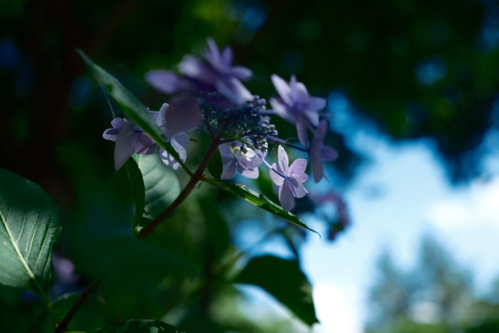もりやま芦刈園の紫陽花|XF 18mm F1.4 R LM WR作例