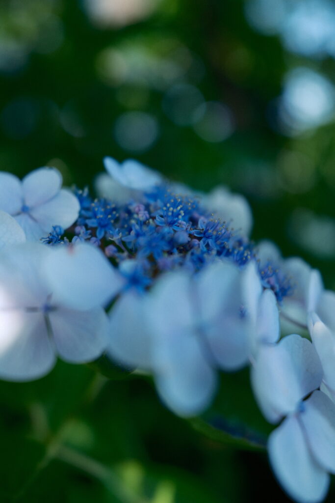 もりやま芦刈園の木漏れ日と紫陽花