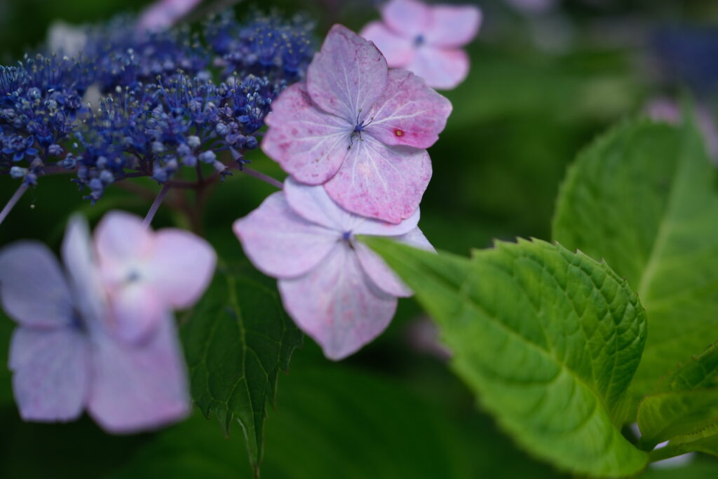 PROVIA/スタンダード｜X-E5で撮影した曇天の紫陽花