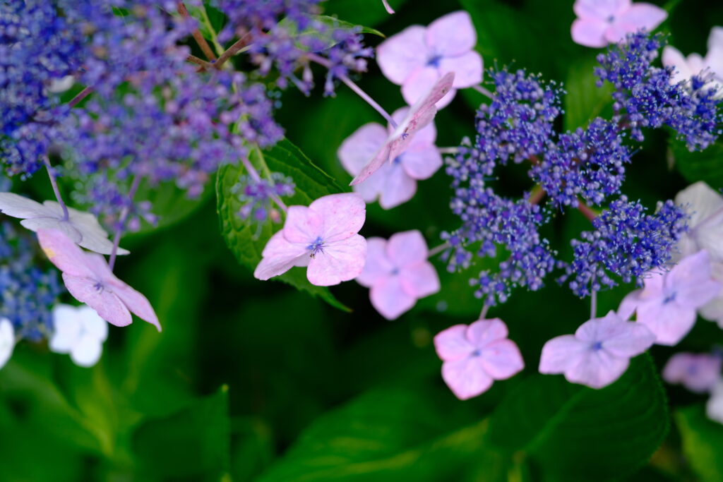 Velvia/ビビット｜高彩度で鮮やかに仕上がった曇天の紫陽花