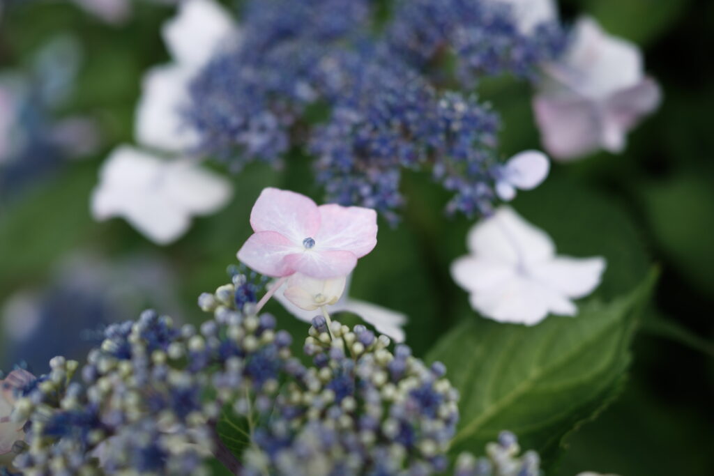 クラシッククローム｜レトロな色味で撮影した曇天の紫陽花