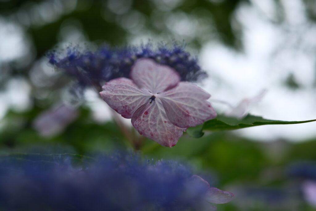 REALA ACE｜落ち着いたトーンで緑と青が残る曇天の紫陽花