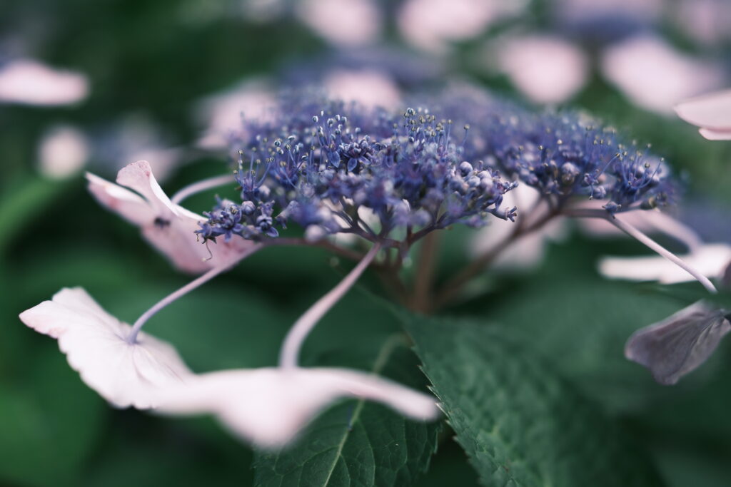 クラシックネガ｜気だるい雰囲気の深みある緑の紫陽花