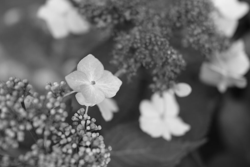 ACROS｜豊かなシャドウ階調で撮影したモノクロの紫陽花