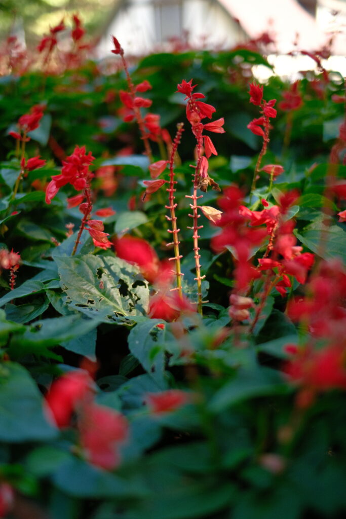 花のクローズアップ写真。PRO Neg. Hiを使って撮影。