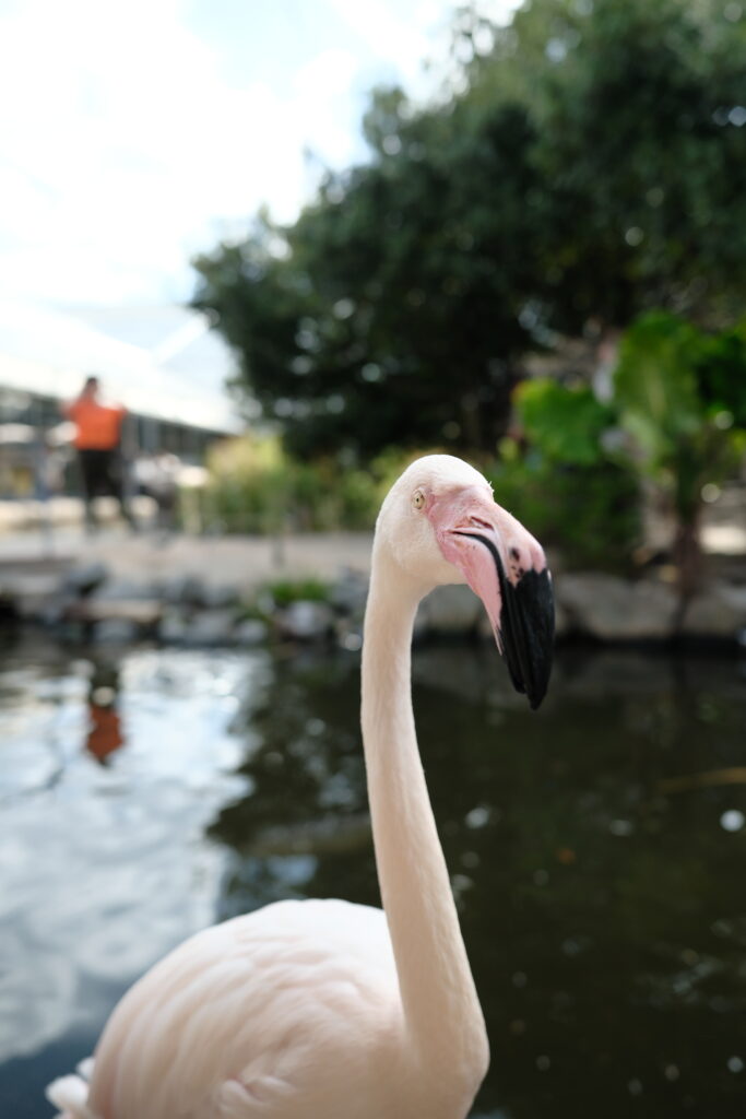神戸どうぶつ王国の鳥エリアで撮影した鳥の写真