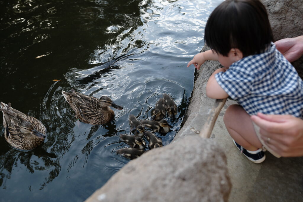 池の鳥に餌をあげる息子とカモの親子