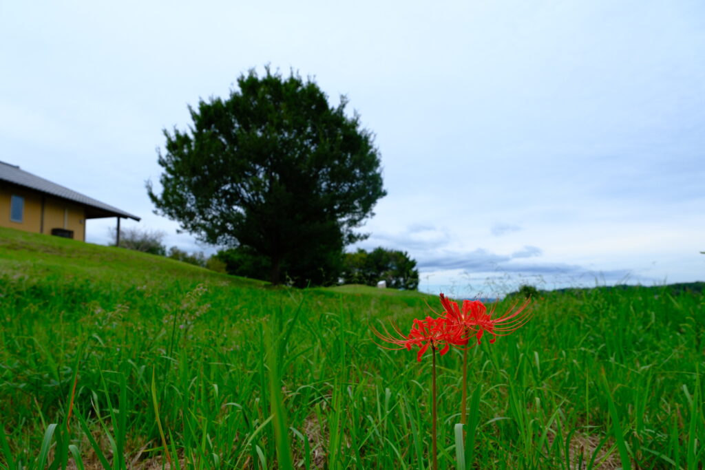 広角端16mm・F5.6で撮影した2輪の彼岸花(Velvia)